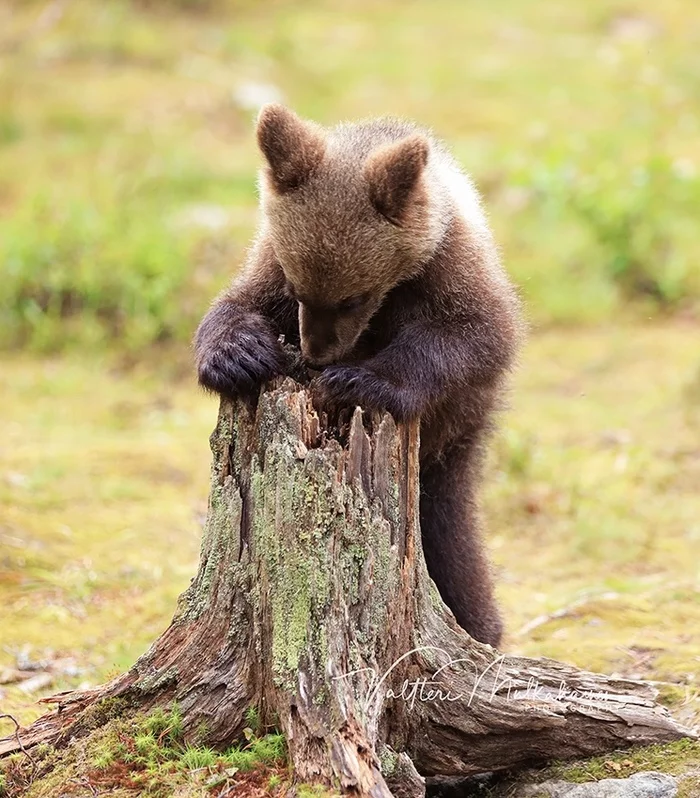 I'm sitting on a stump... - Bear, The photo, wildlife, The Bears