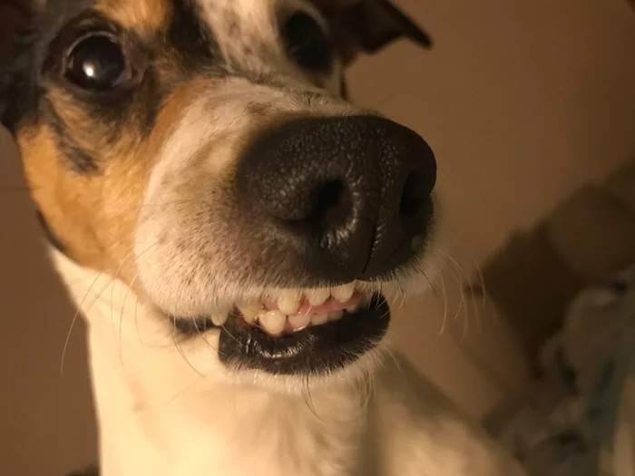 Teeth :D - My, Dog, Teeth