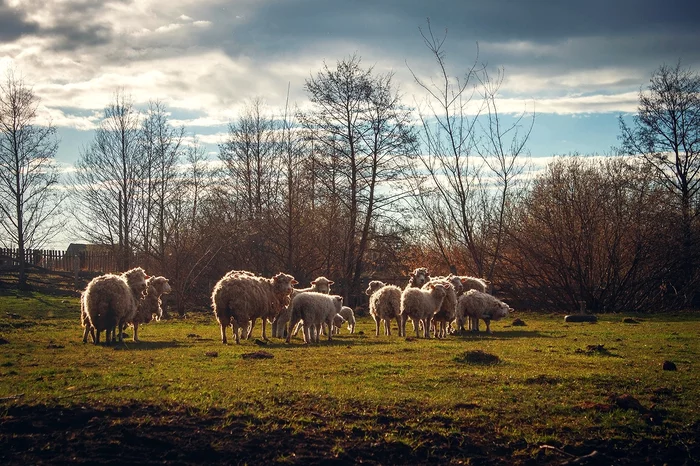 Photos from the village - My, Spring, Lamb, Pastoral, Nature, The photo, Village, Canon, Longpost