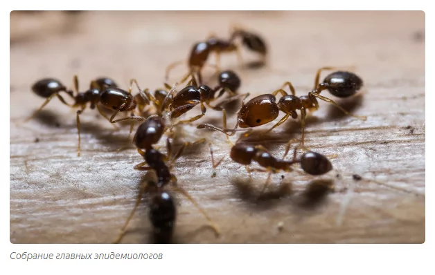 Ant quarantine: Insects showed how to save humanity from coronavirus - Quarantine, Ants, Animal book, Coronavirus, Insects, Yandex Zen, Longpost, Animals