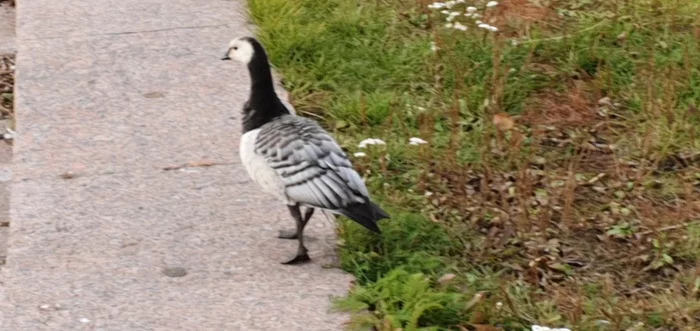 What kind of bird? - My, Гусь, Birds, What kind of bird?, Saint Petersburg, Lenexpo