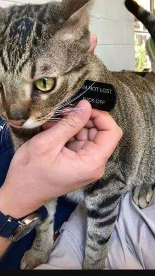 I'm not lost. Back off - cat, Collar, Inscription