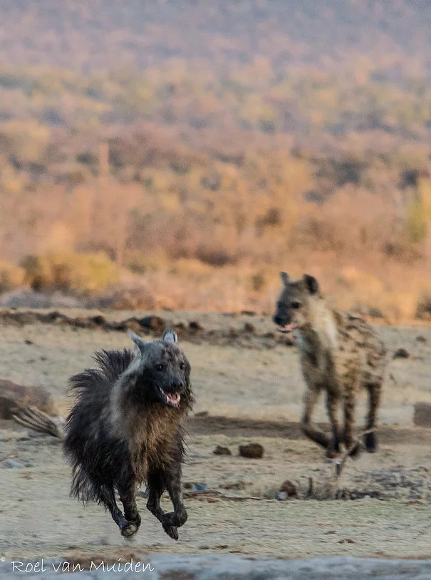 Spotted brown is not a friend - Hyena, Spotted Hyena, Brown hyena, Relationship, Animals
