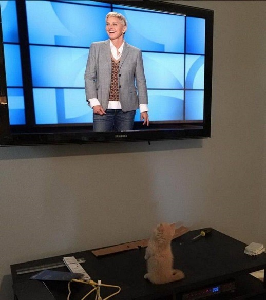 Watched - Ellen DeGeneres, cat, Catomafia, Watched, The photo, Milota