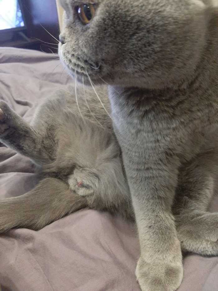For those who haven't seen - My, cat, Family member, Penis