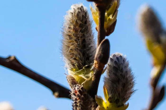 Spring - My, The photo, Nature, Canon 800D, Huawei mate 20, A bike, Video, Longpost