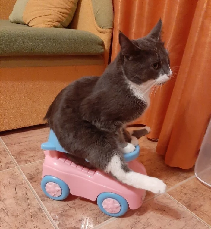 Is this a car he has or a potty?) - cat, Question, Unclear