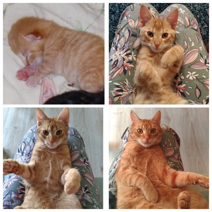 Один год из жизни одного кота...