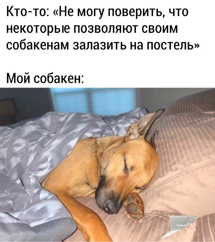 He doesn't even ask - Dog, Pets, Picture with text