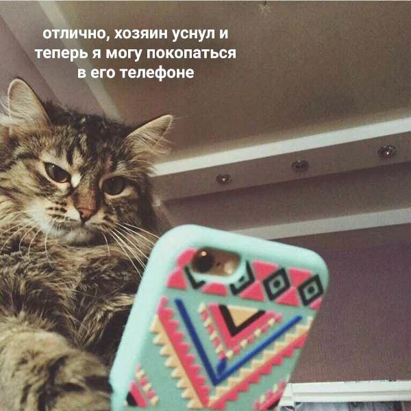 When you left your phone unattended - cat, Picture with text, Oleg, Longpost