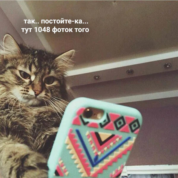 When you left your phone unattended - cat, Picture with text, Oleg, Longpost