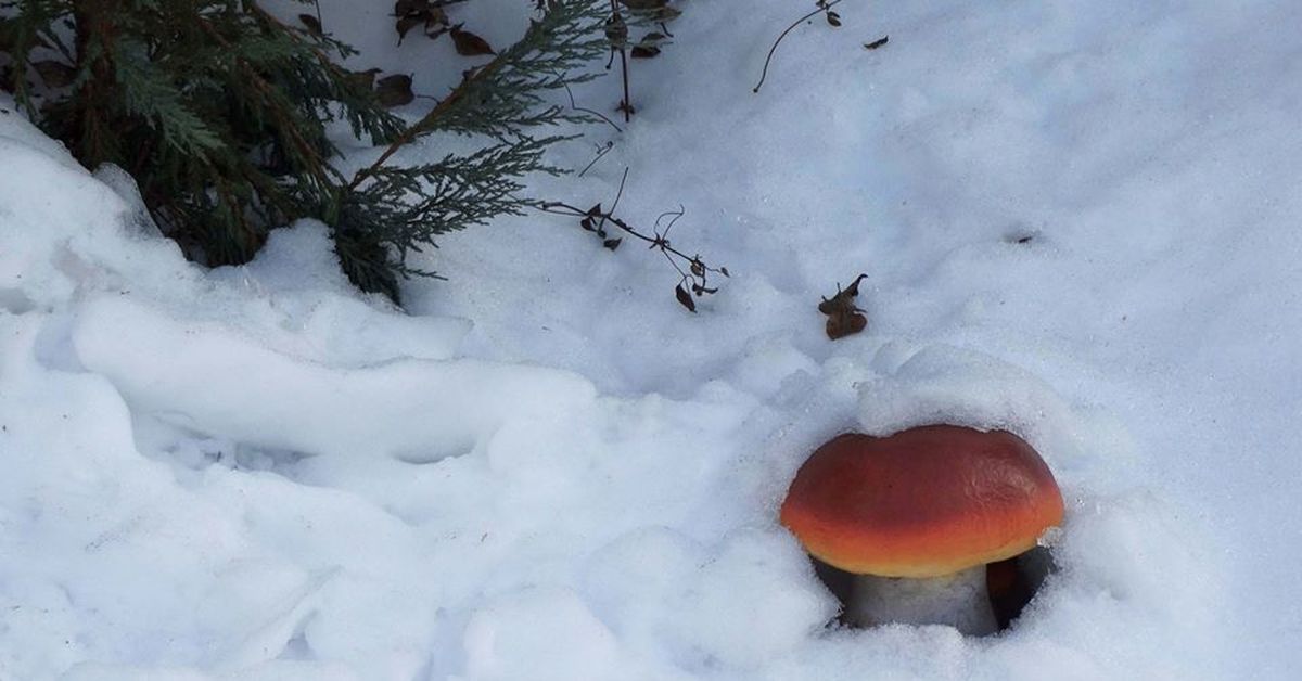 Грибы зимой. Грибы в снегу. Грибы растущие под снегом. Грибы растущие зимой.