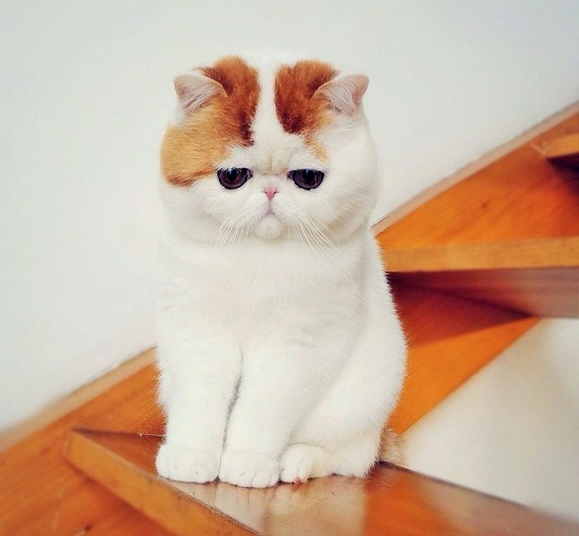 �� ����� ���