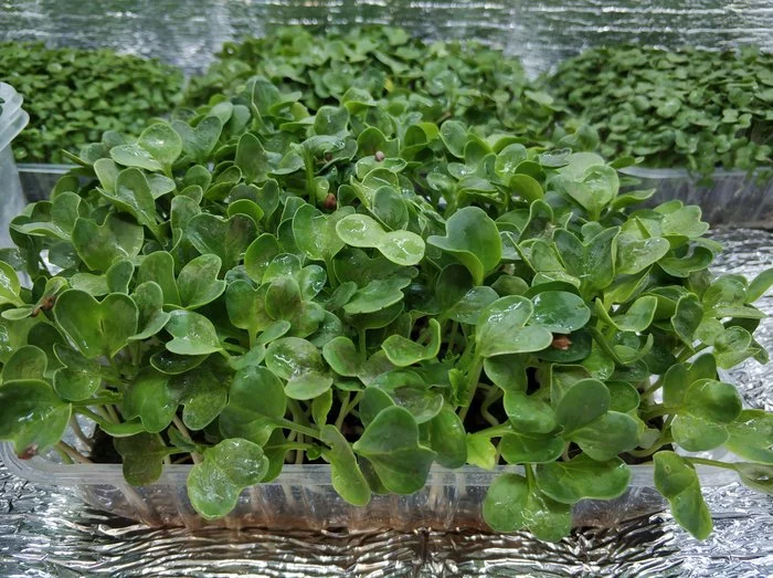 Выращивание микрозелени в домашних условиях Growbox, Своими руками, Видео, Длиннопост, Зелень, Огород на подоконнике