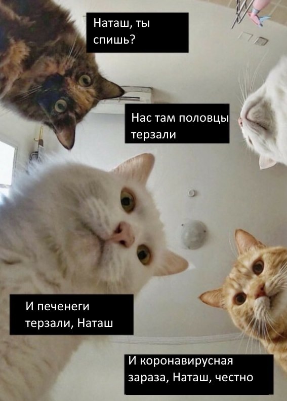 Наташа, нас чуть не растерзали