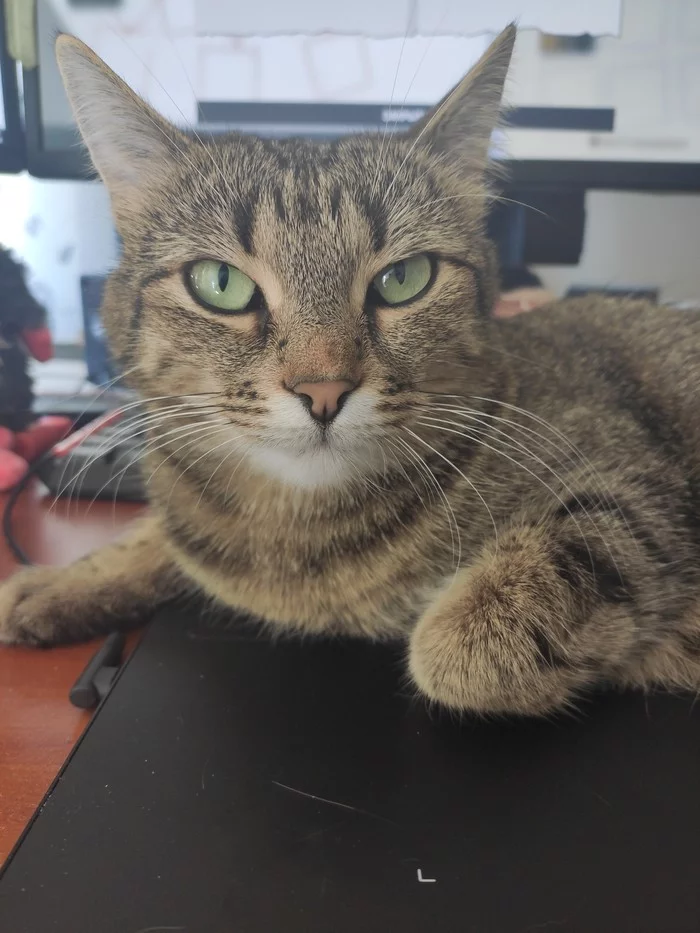 Kotei vacationers - My, cat, Catomafia, Video, Longpost