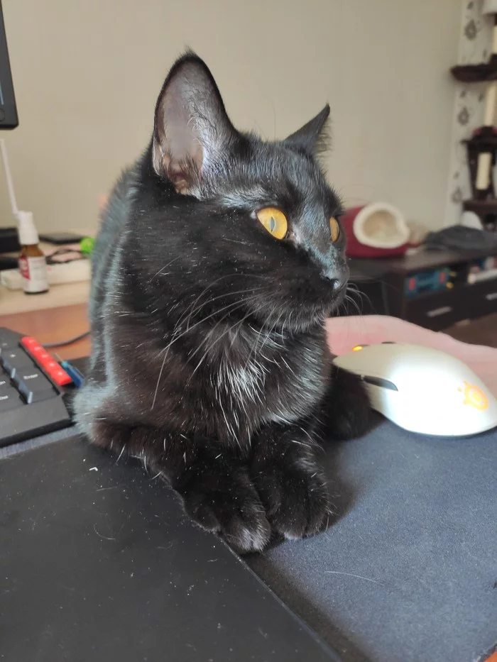 Kotei vacationers - My, cat, Catomafia, Video, Longpost