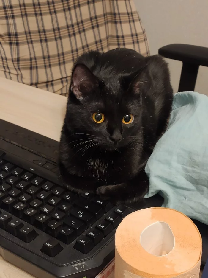 Kotei vacationers - My, cat, Catomafia, Video, Longpost