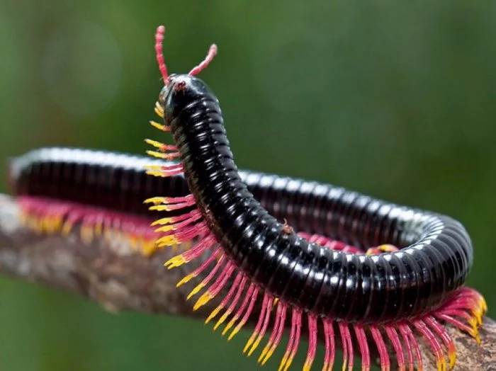 One foot, two feet, three feet... - My, Kivsyak, Centipede, Insectophobia, Nature, Longpost