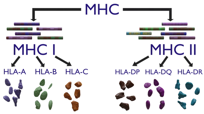 Our internal troops: MHC and antigen presentation - My, Immunology, Immunity, The medicine, Biology, GIF, Video, Longpost