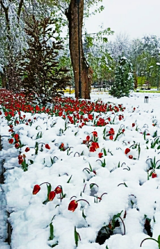 April, snow, tulips - My, Snow, Tulips, Tajikistan, Telephone, Longpost