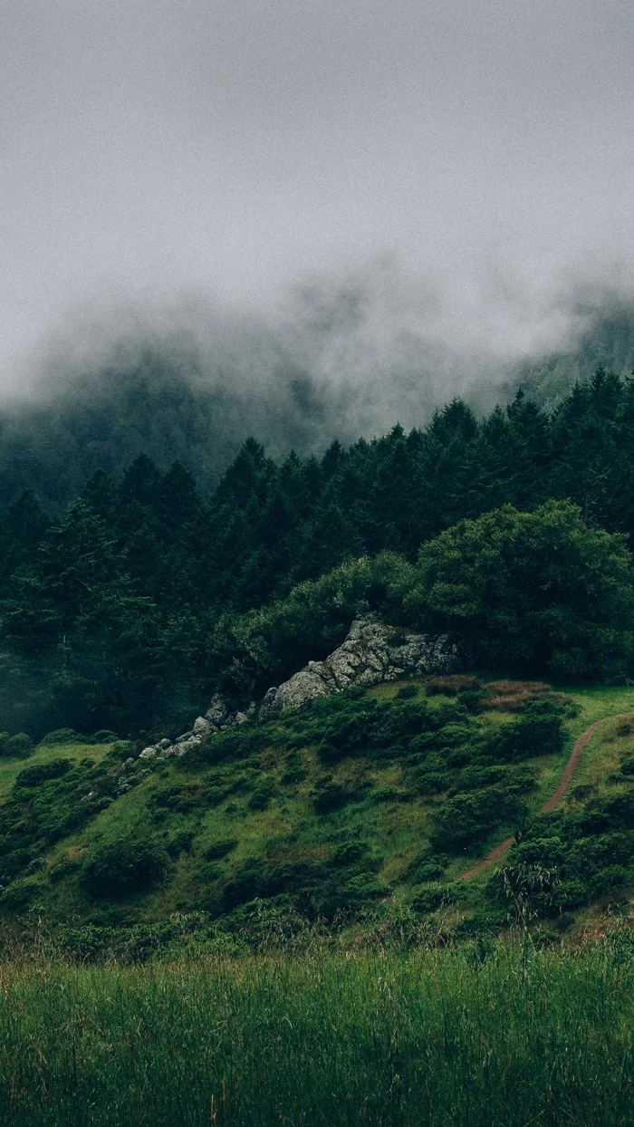 Fog overhead - Fog, Forest, Grass, Mainly cloudy, The mountains, Phone wallpaper, The photo