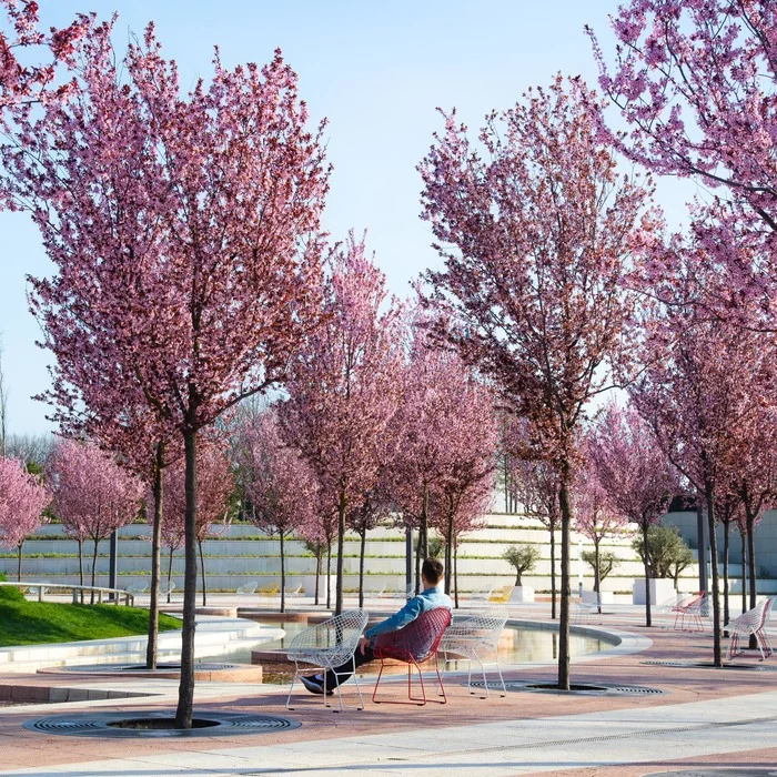 This is what spring is like - My, The photo, Spring, Krasnodar, Galitsky Park