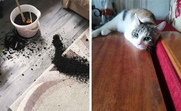 ��� ������������� � ���������� � ��� ����