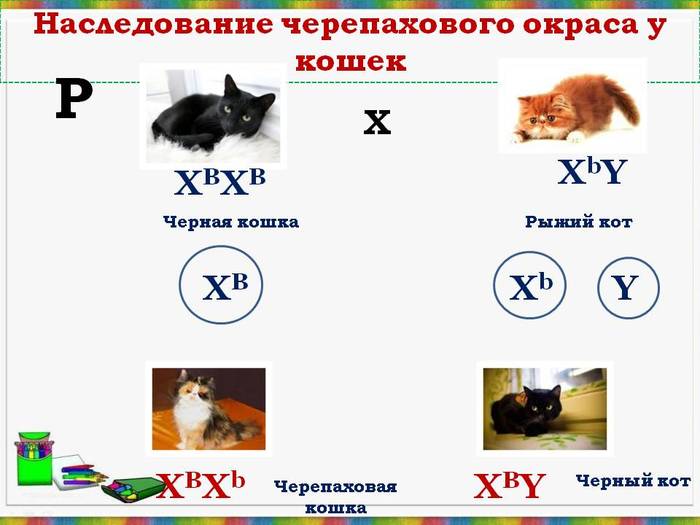 Составьте схему скрещивания рыжей кошки и черного кота охарактеризуйте полученные генотипы