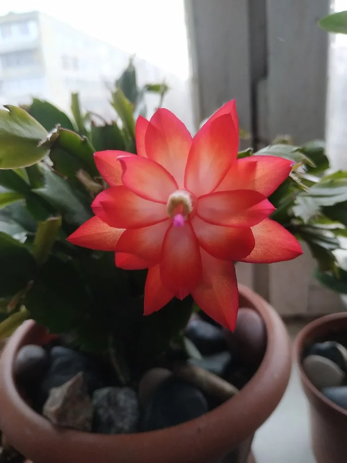 Beautiful - My, Houseplants, Flowers, Decembrist cactus