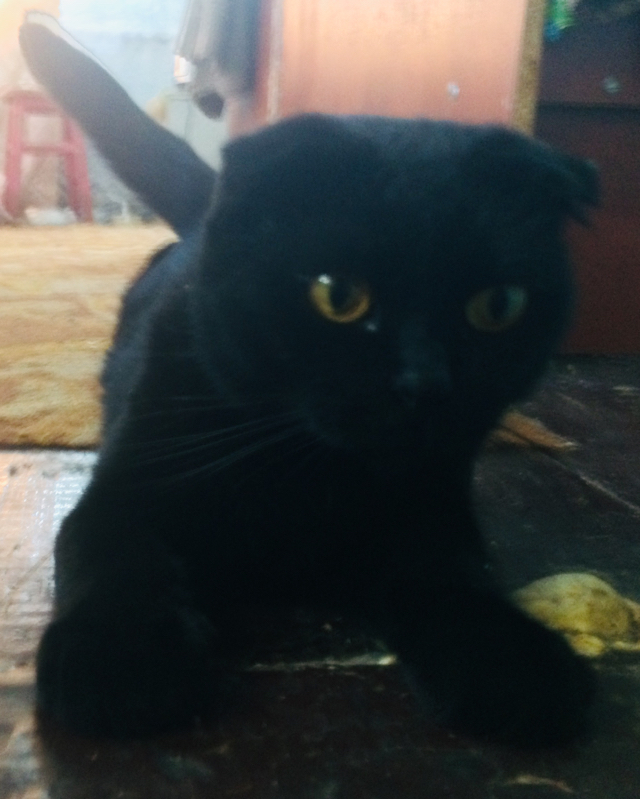 Chipa is resting - My, cat, Catomafia, Scottish lop-eared, Pet, Pets