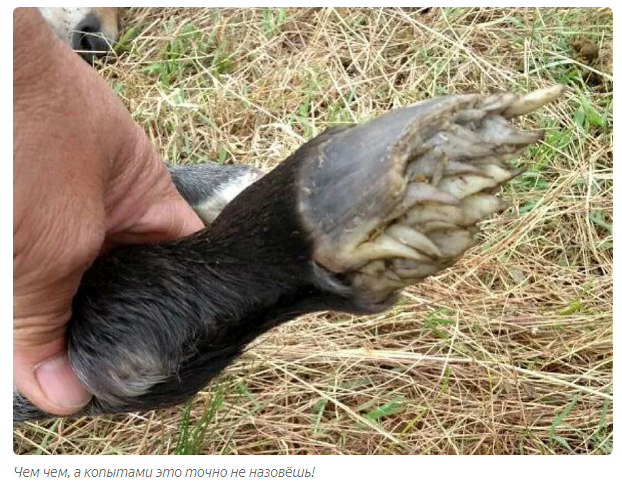 Why do the hooves of newborn foals look so strange? (The photos are not very nice. I warned you) - Story, Story, Foal, Hooves, Animals, Yandex Zen, Longpost