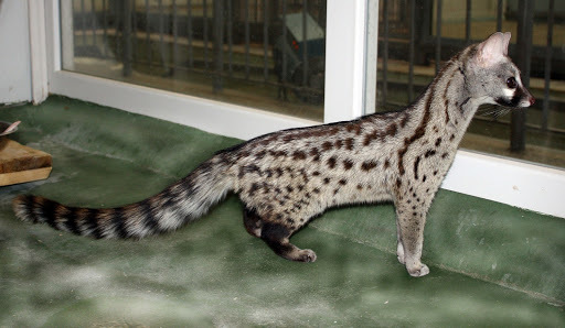 Marten? Cat? No, genetta! - My, Civet, Genets, Wyvernaceae, Longpost, Animals