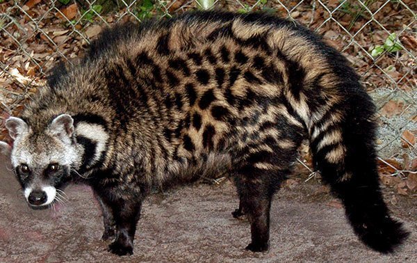 Marten? Cat? No, genetta! - My, Civet, Genets, Wyvernaceae, Longpost, Animals