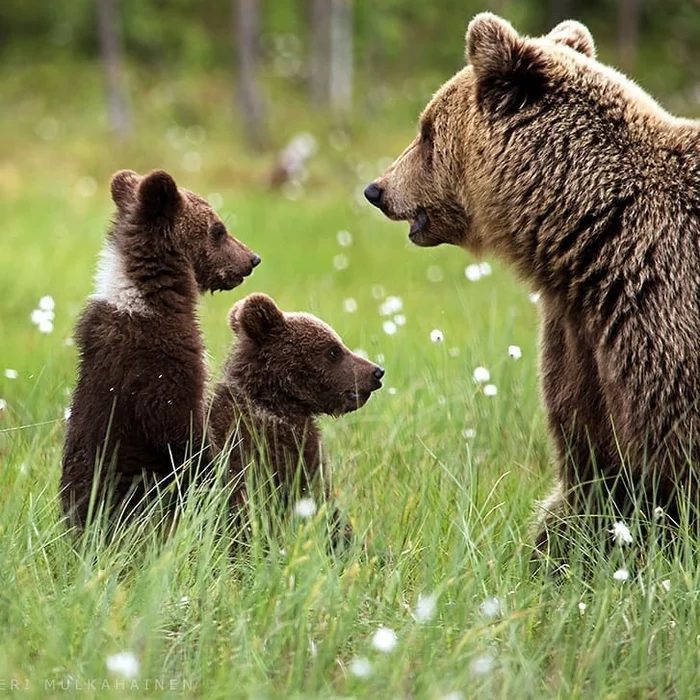 We won't be anymore - The photo, Animals, The Bears, Young, , wildlife