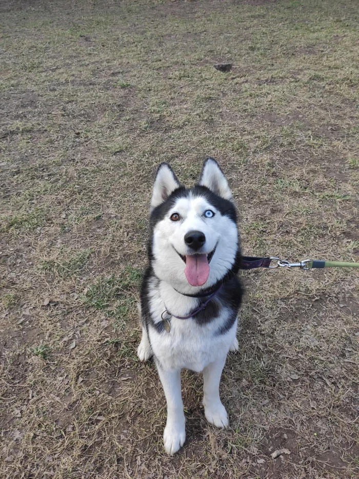 Happy eyes in the feed - My, Husky, Dog, Photo on sneaker, Longpost