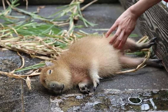 Wake up! - Capybara, Zoo