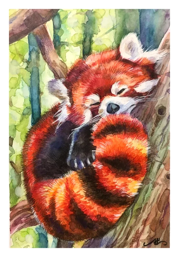 Red Panda (mixed media) - My, Creation, Animals, Watercolor pencils, Drawing, Okta23, Red panda, Mixed media