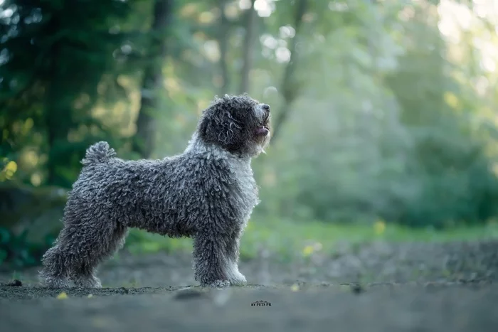 Spanish Water Dog Italian Water Dog French Water Dog - Lagotto Romagnolo, Dog, Care and maintenance, Longpost