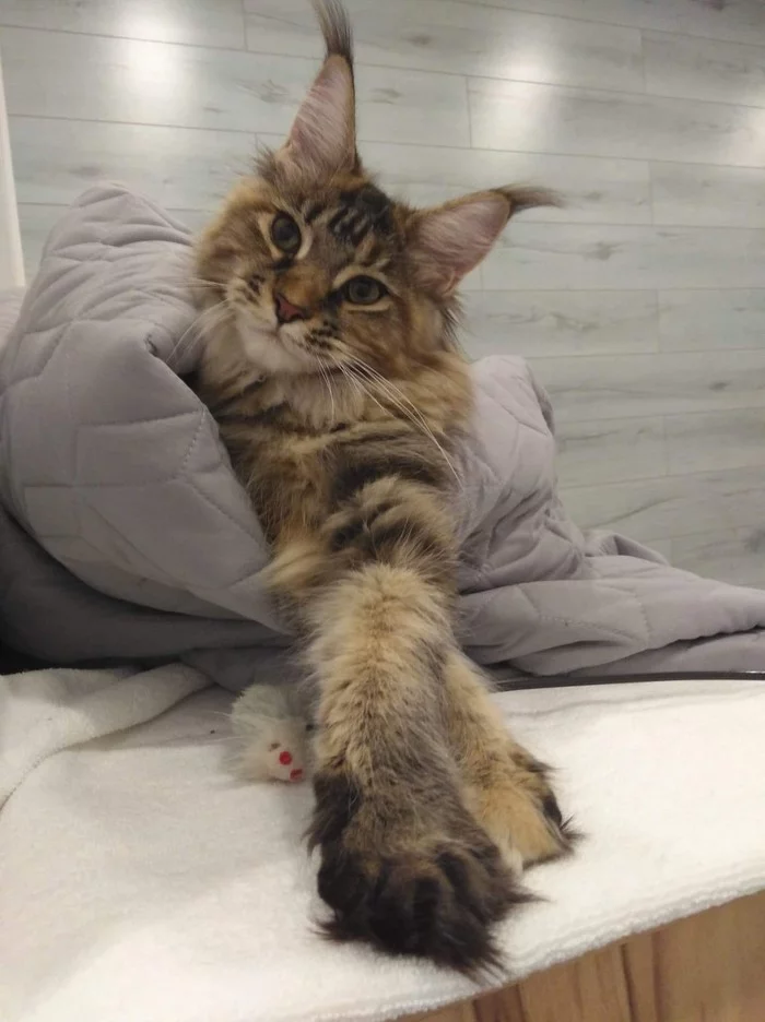 Our Maine Coon - My, Maine Coon, Longpost, cat