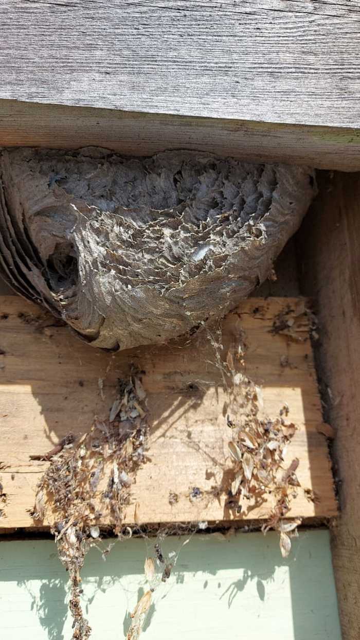 An unexpected find - Longpost, Rukozhop, Find, Barn, Nest, Wasp, Hornet, Dacha, Self-isolation, My