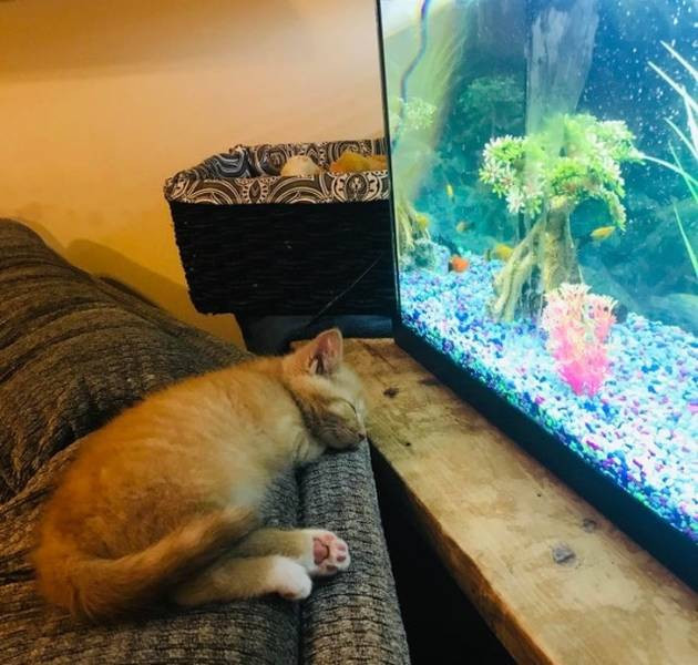 Fell asleep watching TV - cat, Aquarium