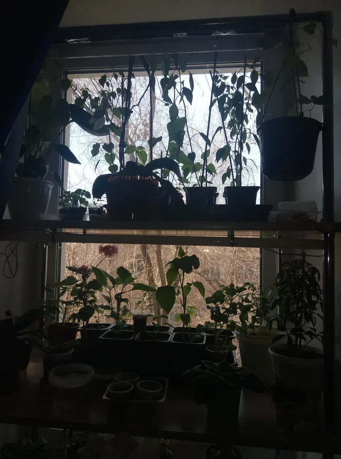 Intermediate results - My, Pepper, Growing, Longpost