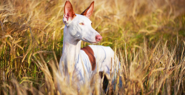 Podenco Ibicenco is a breed and not a name-caller - My, Breed, Dog, Pets, Longpost, Podenko Ibitsenko