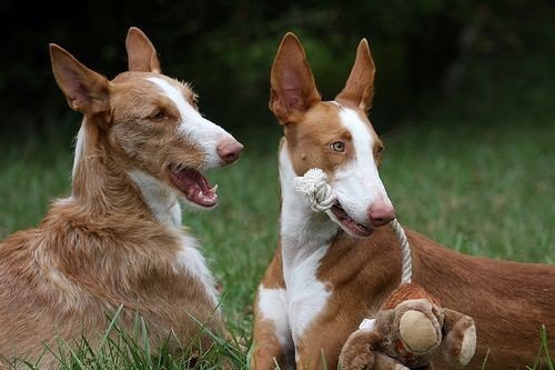 Podenco Ibicenco is a breed and not a name-caller - My, Breed, Dog, Pets, Longpost, Podenko Ibitsenko