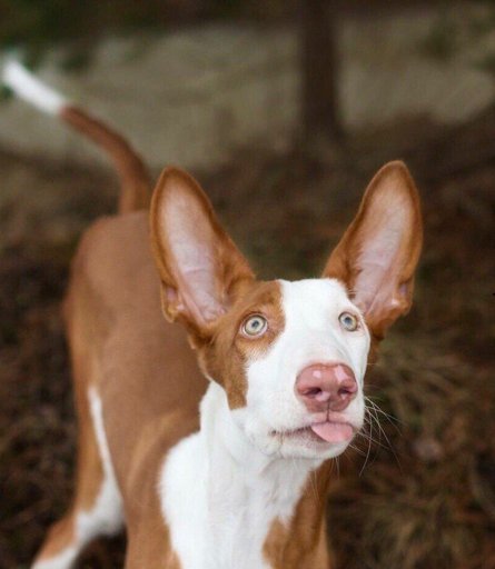 Podenco Ibicenco is a breed and not a name-caller - My, Breed, Dog, Pets, Longpost, Podenko Ibitsenko