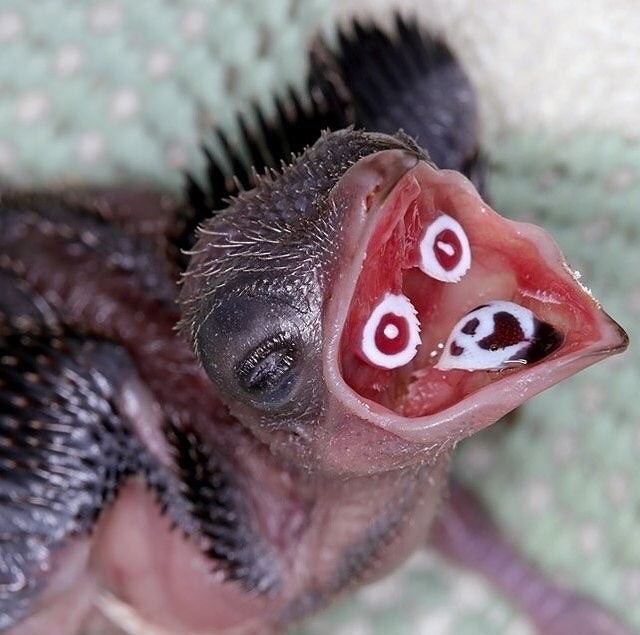 Madagascar crested cuckoo chicks have marks in their beaks so parents can see where to put food. - Informative, Interesting, Birds, Animals, Nature, Facts