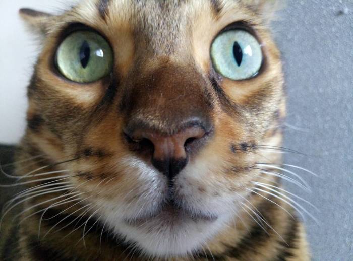 If my bowl is empty, I will eat your face! - My, Bengal cat, cat, feline majesty