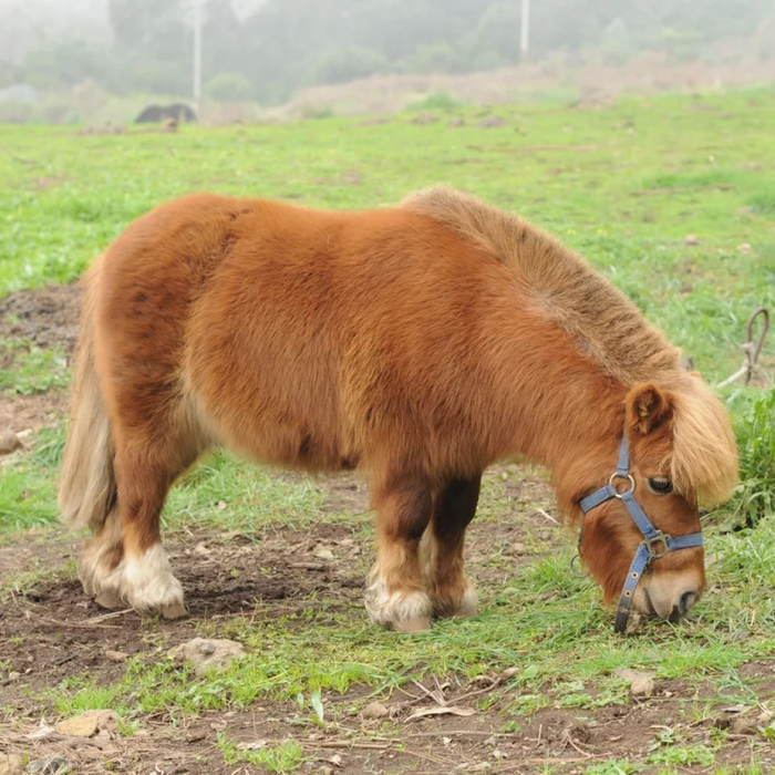 Маленькая лошадка пони. Пони(карликовая карликовая лошадь ). Лошади породы Фалабелла. Мини Шетти порода лошадей. Пони породы Хоккайдо.