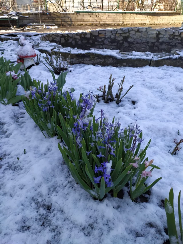 April 12, Rostov region, snow - Snow, Flowers, Spring, Longpost